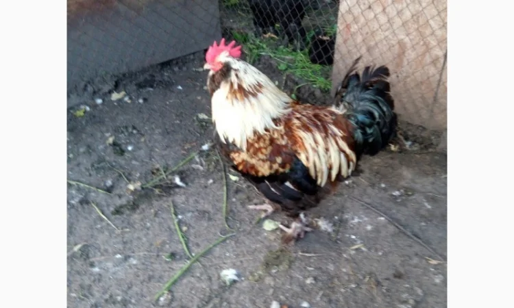Фавероли, петухи, куры, цыплята, яйца - фото № 9