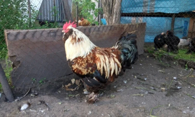 Фавероли, петухи, куры, цыплята, яйца - фото № 10