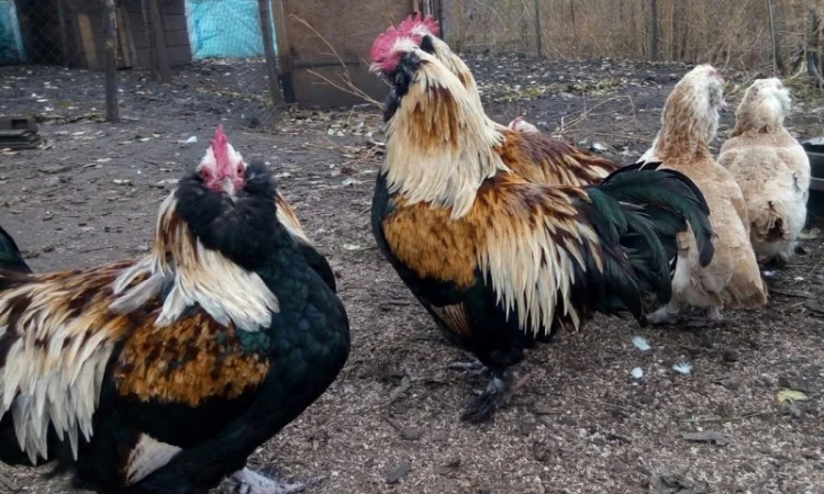 Фавероли, петухи, куры, цыплята, яйца - фото № 1