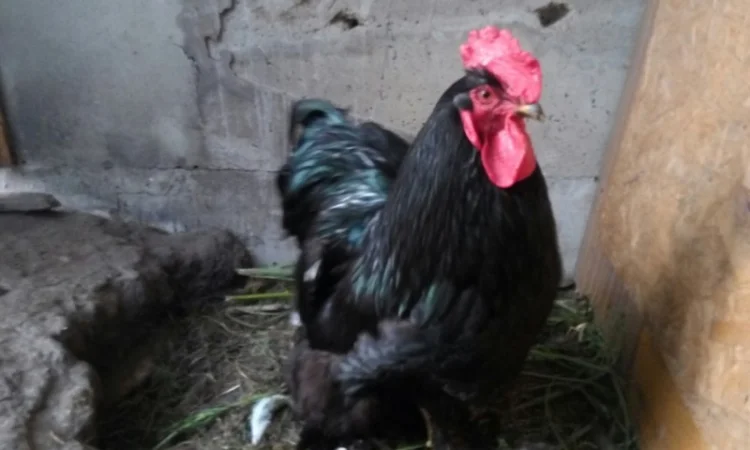 Кохинхин, куры, петухи, цыплята, яйца - фото № 2