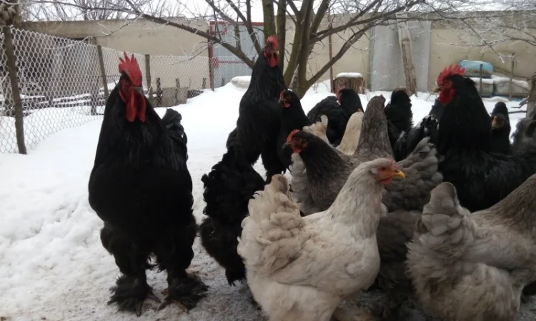 Кохинхин, куры, петухи, цыплята, яйца - фото № 8