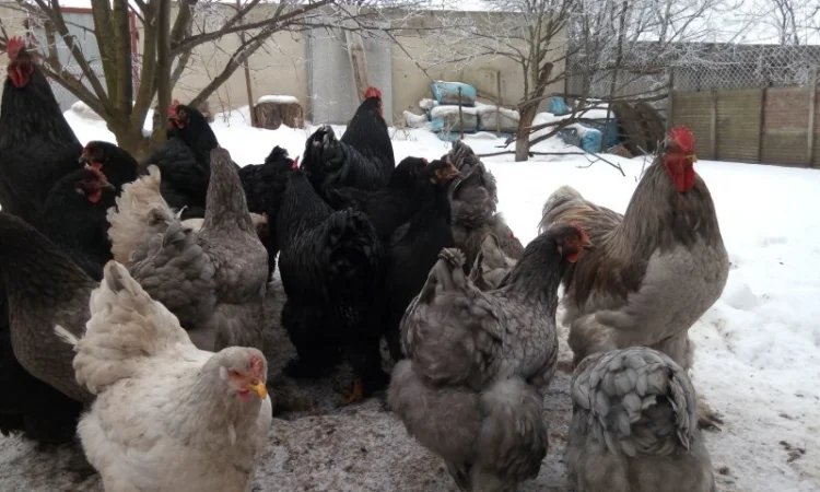 Кохинхин, куры, петухи, цыплята, яйца - фото № 9