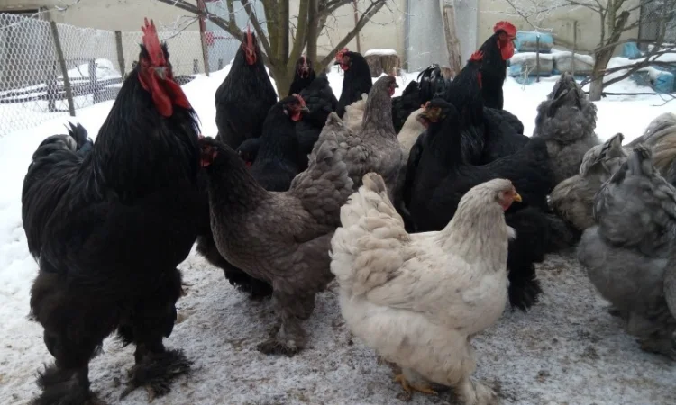 Кохинхин, куры, петухи, цыплята, яйца - фото № 1