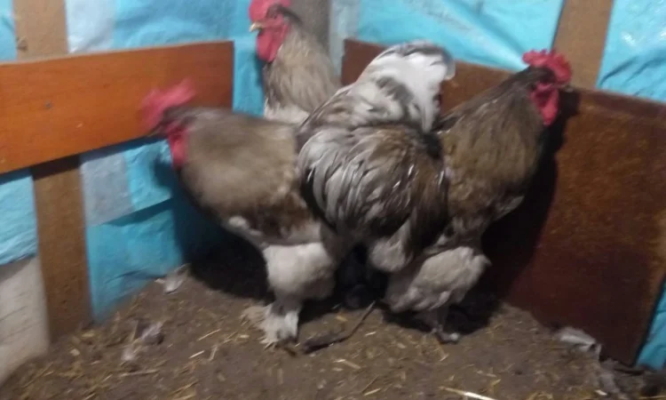 Кохинхин, куры, петухи, цыплята, яйца - фото № 4