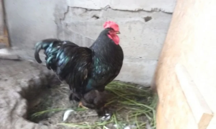 Кохинхин, куры, петухи, цыплята, яйца - фото № 5