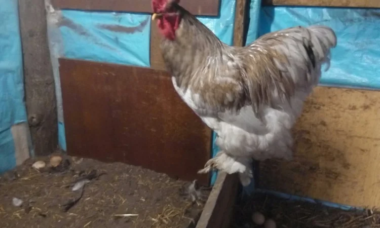 Кохинхин, куры, петухи, цыплята, яйца - фото № 6