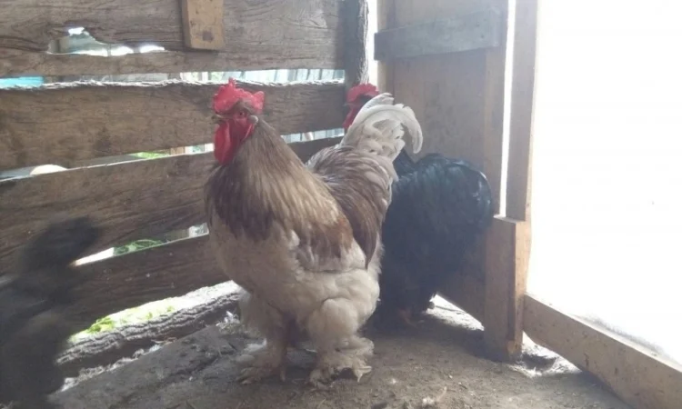 Кохинхин, куры, петухи, цыплята, яйца - фото № 3
