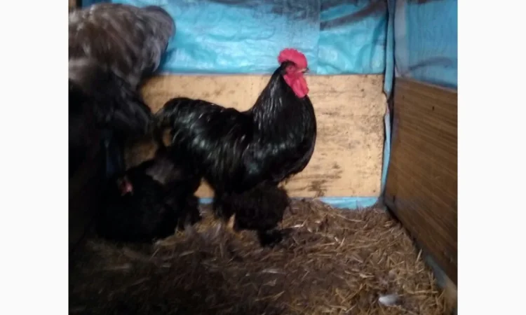 Кохинхин, куры, петухи, цыплята, яйца - фото № 7