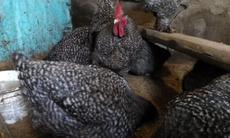 Мехеленская кукушка (кукушистого и белого окраса) - фото № 2