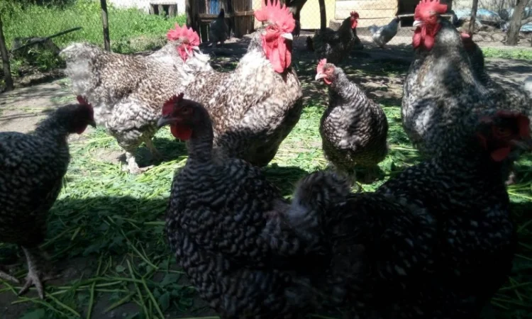 Мехеленская кукушка (кукушистого и белого окраса) - фото № 4