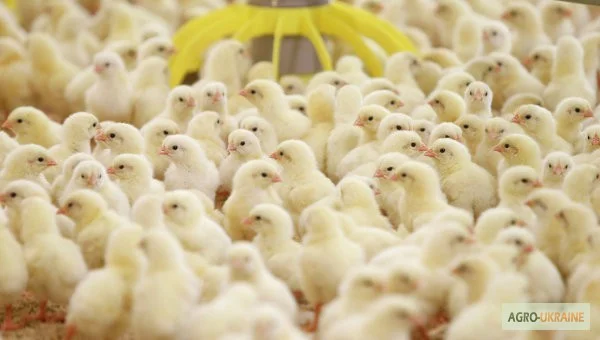 Цыплята бройлера Кобб-500. Суточные и подрощенные - фото № 1