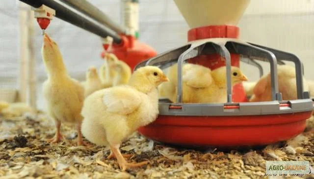 Цыплята бройлера Кобб-500. Суточные и подрощенные - фото № 2