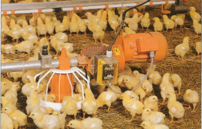 Цыплята - фото № 9