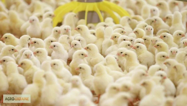 Цыплята, утята, гусята, индюшата. Суточные и подрощенные. Опт розница - фото № 1