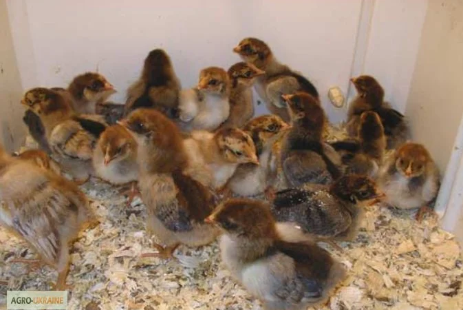 Цыплята, утята, гусята, индюшата. Суточные и подрощенные. Опт розница - фото № 3