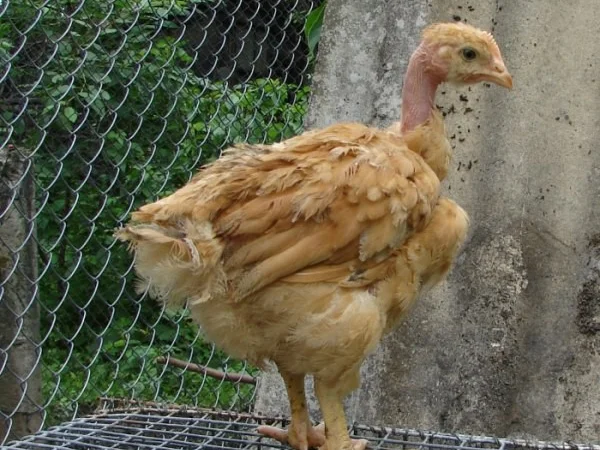 Цыплята, утята, гусята, индюшата. Суточные и подрощенные. Опт розница - фото № 4