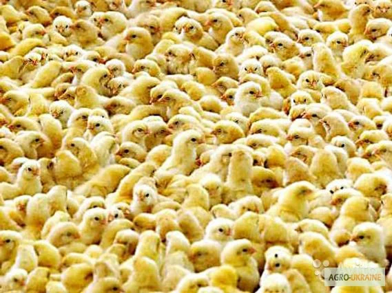 Цыплята, утята, гусята, индюшата. Суточные и подрощенные. Опт розница - фото № 6