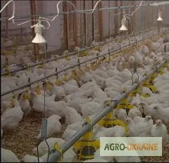 Куры несушки - фото № 1