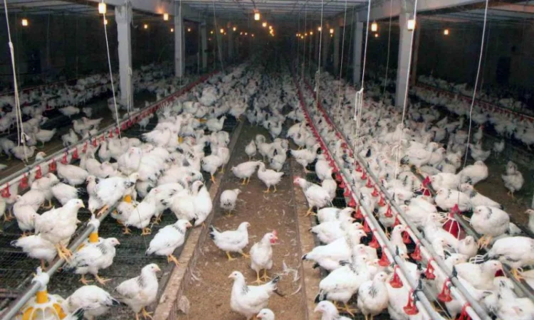 Куры несушки - фото № 2