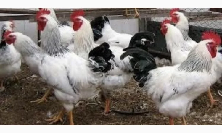 Куры Ломан Браун, несушка. Доставка - фото № 1