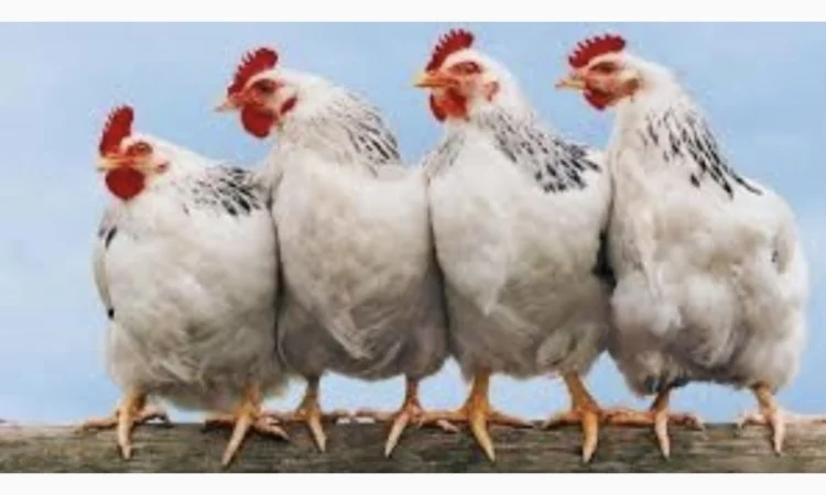 Куры Ломан Браун, несушка. Доставка - фото № 2