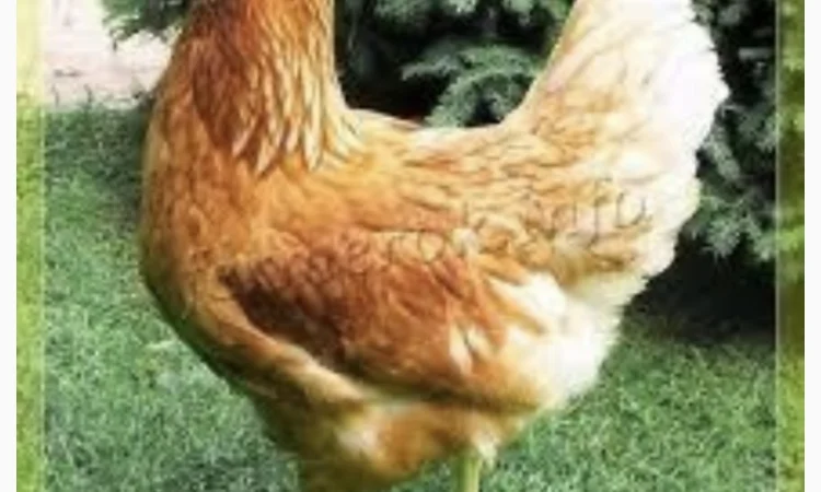 Куры Ломан Браун, несушка. Доставка - фото № 3