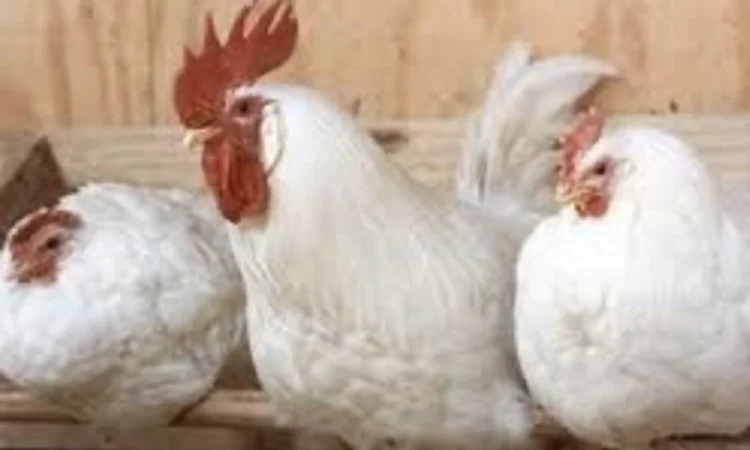 Куры Ломан Браун, несушка. Доставка - фото № 4