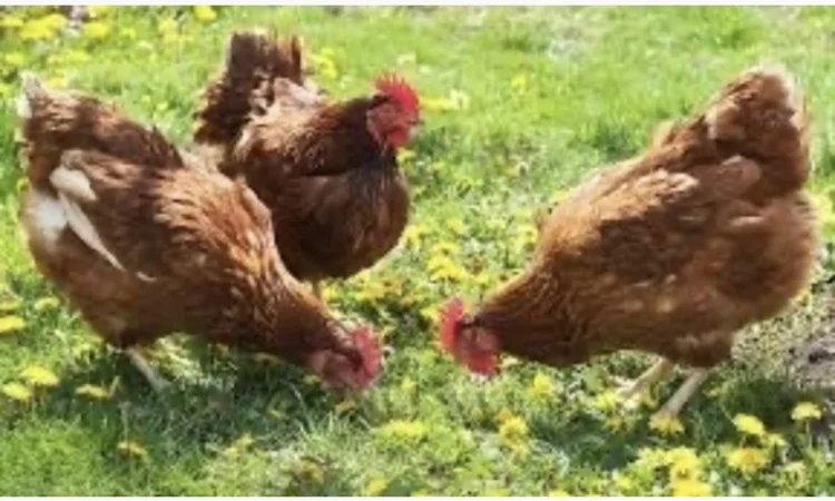 Куры Ломан Браун, несушка. Доставка - фото № 6