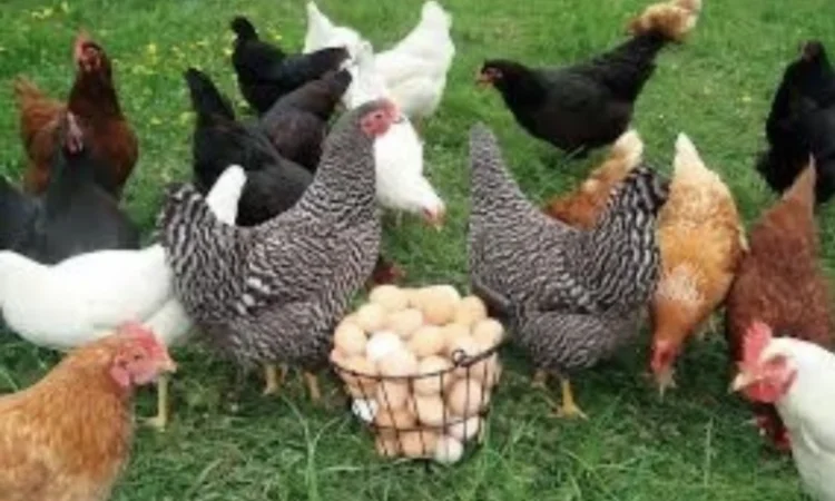 Куры Ломан Браун, несушка. Доставка - фото № 8