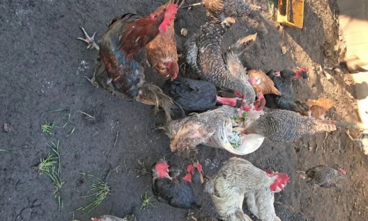 Продаю курей - фото № 2