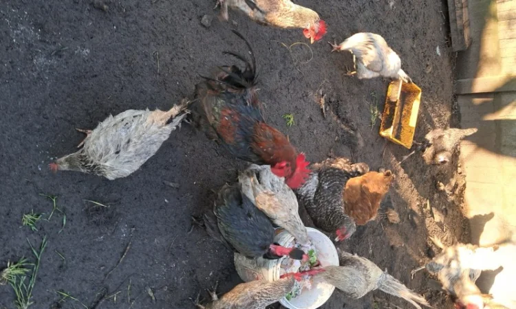 Продаю курей - фото № 3