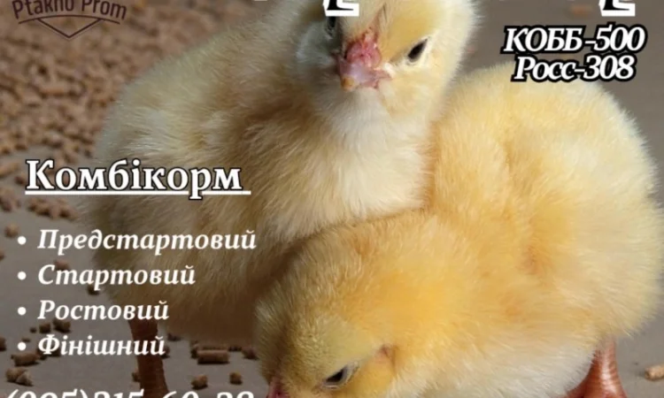 Ціплята добовий Бройлер КОБ-500 - фото № 2