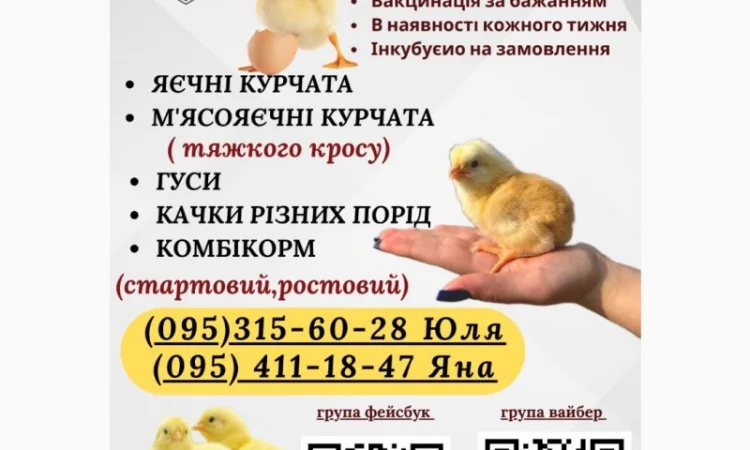 Ціплята добовий Бройлер КОБ-500 - фото № 3