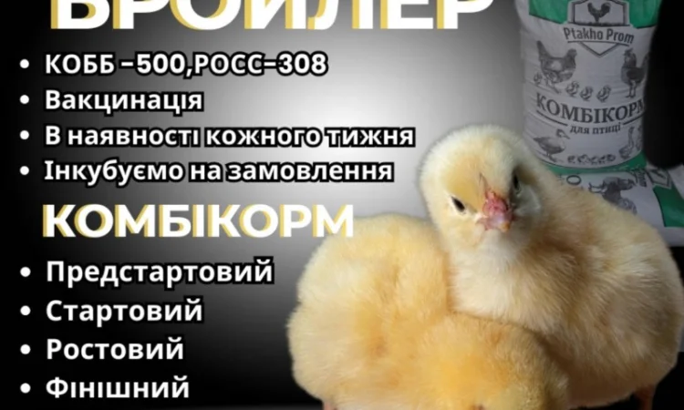 Ціплята добовий Бройлер КОБ-500 - фото № 4