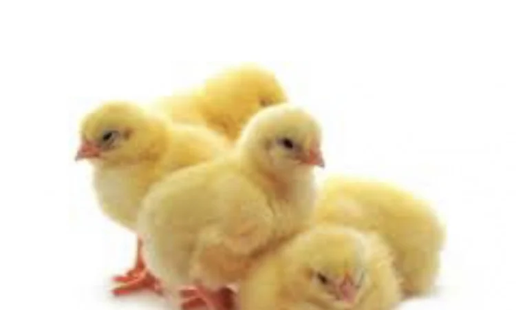 Добовий Бройлер КОБ-500; РОС-708, РОС-308 - фото № 1