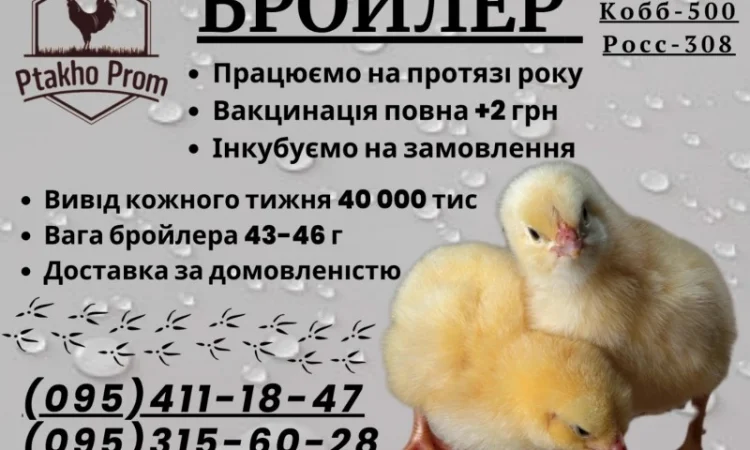 Добовий Бройлер КОБ-500; РОС-708, РОС-308 - фото № 2