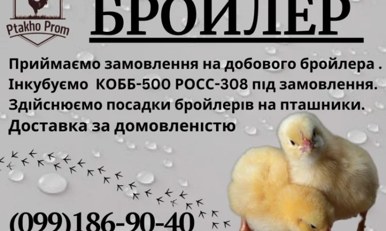 Добовий Бройлер КОБ-500; РОС-708, РОС-308 - фото № 3