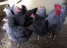 Куры несушки Ломанн Браун, Леггорн, Белорусские молодки-5, 5 мес начинают нестись - фото № 3