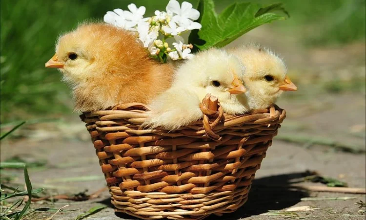 Продам суточный молодняк бройлера КОББ-500, утки, индюшата - фото № 1