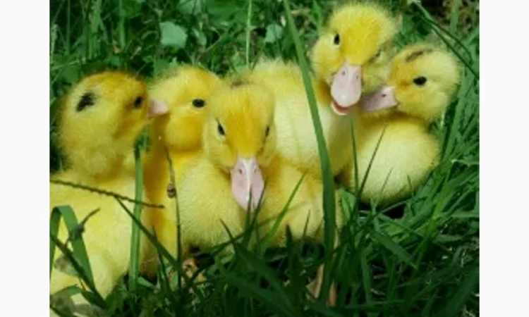 Продається суточний молодняк бройлера КОББ-500 - фото № 2