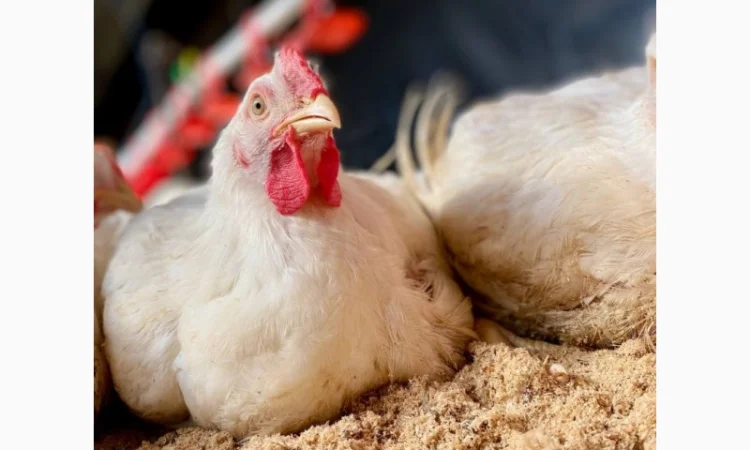 Домашні Бройлери - продаж - фото № 1