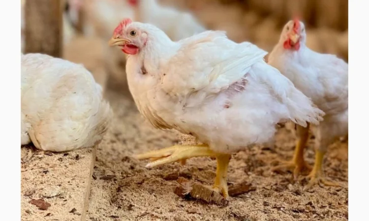 Домашні Бройлери - продаж - фото № 2