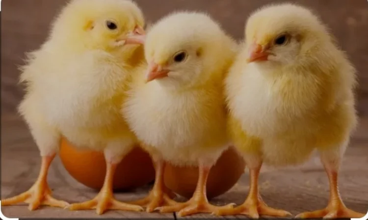 Бройлер добовий кобб500 - фото № 1