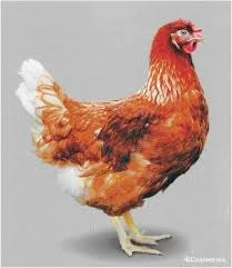 Продам молодых курочек породы Ломан Браун 4.5 месяцев - фото № 1