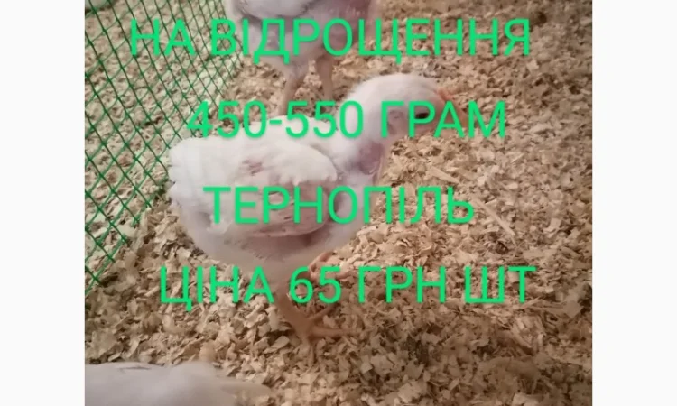 Бройлер кобб 500 Тернопіль - фото № 1