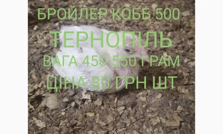 Бройлер кобб 500 Тернополь - фото № 1