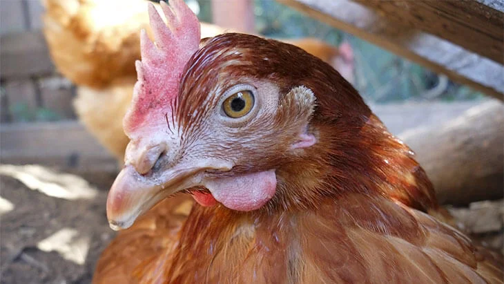 Продам дорослу курку породи ломан Браун опт - фото № 1