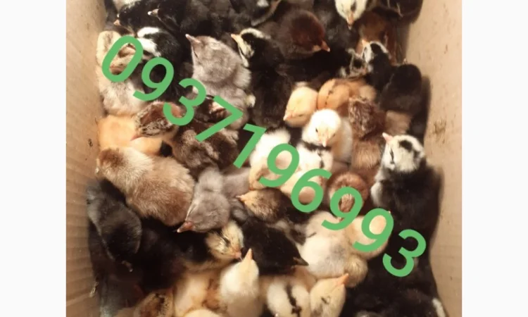 Курчата домашній мясо- яєчний крос Домінанта - фото № 1