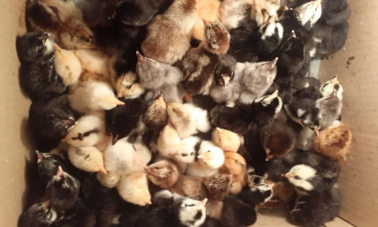 Курчата домашній мясо- яєчний крос Домінанта - фото № 2