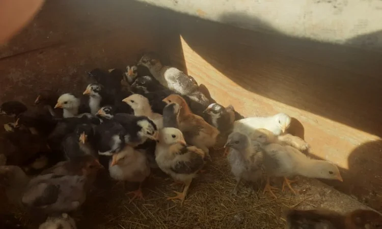 Курчата домашній мясо- яєчний крос Домінанта - фото № 3